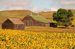 North Dakota Sunflowers