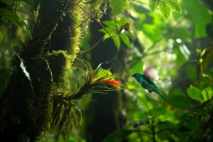 Colibrì nella foresta pluviale del Costa Rica