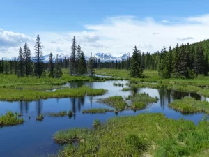 Beautiful scenes of mountains, lakes and evergreen trees viewed from the dome train between Anchorage and Denali National Park