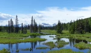 Beautiful scenes of mountains, lakes and evergreen trees viewed from the dome train between Anchorage and Denali National Park