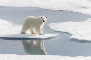 Orso polare Arcipelago delle Svalbard