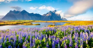 Fiori di lupino in fiore sul promontorio Stokksnes. Panorama estivo colorato della costa islandese sud-orientale con Vestrahorn (Batman Mountain). Islanda
