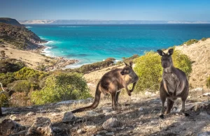 Kangaroos of kangaroo Island