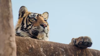 A young tiger in Ranthambore strikes a majestic pose atop the entrance to the safari park.