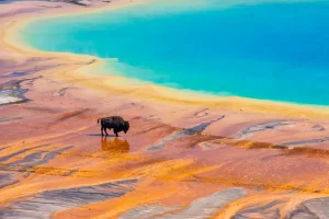 Bison attraversa il geyser Grand Prismatic in Yellowstone National Park