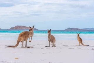 Kangaroos at Lucky Bay in Australia