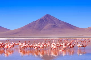 Pink flamingos at exciting lagona colorada scenery in Bolivia, South America