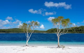 two famous gum tree at the Lake McKenzi with a clear blue fresh water and blue sky.