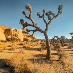 Joshua Tree National Park. California.