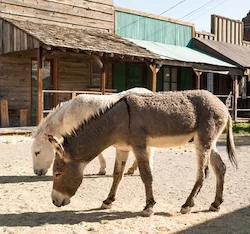 Oatman Ghost town