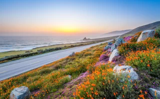 wild flowers and California coastline in Big Sur at sunset