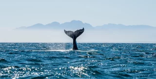 Balena False Bay al largo della costa dell'Africa meridionale.