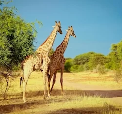 otjiwa safari namibia
