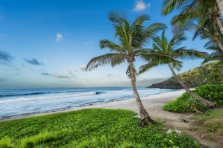 beach with palm tree reunion island