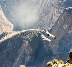Flying condor over Colca canyon