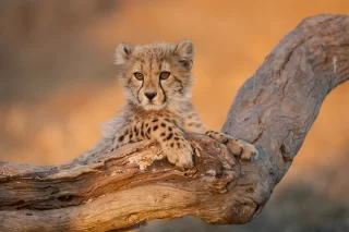 Baby cheetah in Kruger Park South Africa