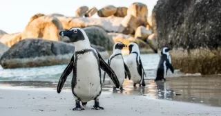 Pinguino africano sulla spiaggia di sabbia cape town south africa