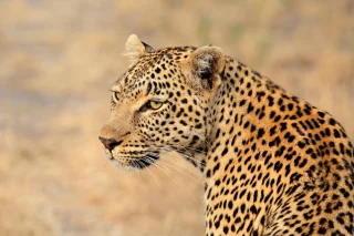 Portrait of a leopard (Panthera pardus), Sabie-Sand nature reserve, South Africa