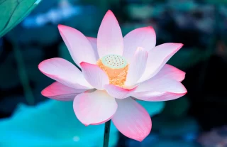 beautiful blossoming pink color water lily (lotus) flower in green pond background. Vietnam