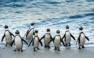 African penguins walk out of the ocean on the sandy beach.