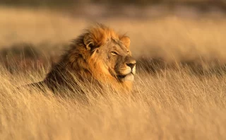 Big male lion (Panthera leo) lying in the grass, Etosha National Park, Namibia