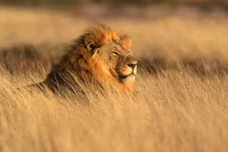 Lion South Africa