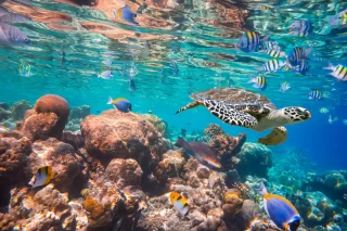 Maldive Oceano Indiano barriera corallina.