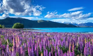 Purple pink lupinus flower blossom at Lake Tekapo, New Zealand
