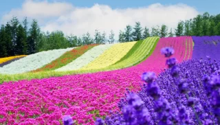 The lanscape of the rainbow Flower Field Furano Hokkaido