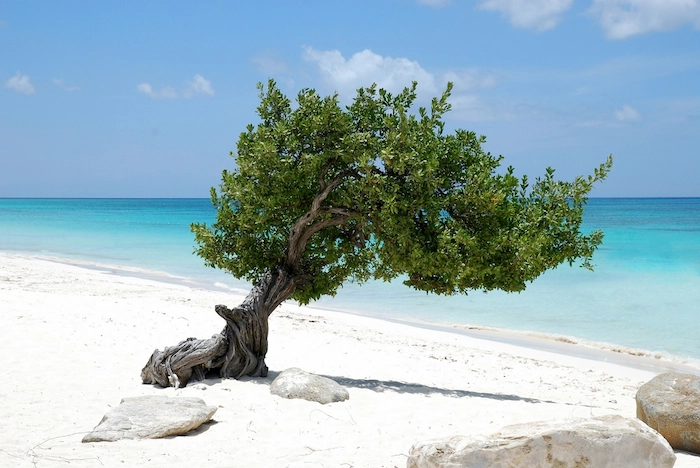 Aruba tree on the beach