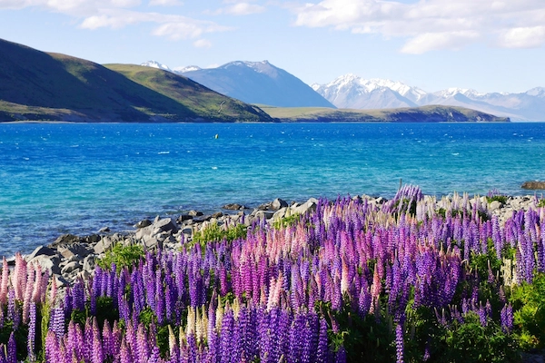 Lake Tekapo Gorgeous purple and pink Lupine flowers Lake Tekapo