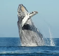 Whale watching in Cabo San Lucas