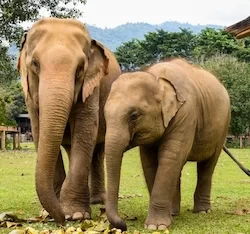 Elephant Care Centre