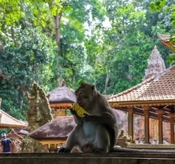Monkey Forest Ubud