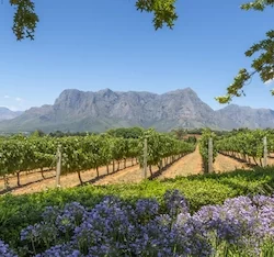 Città del Capo Sud Africa Winelands