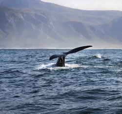 Whale watching from the boat in Hermanus, Sudafrica