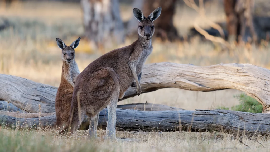 Western Grey Kangaroo Australia | Itinerario in Australia classica da Melbourne alla Barriera Corallina