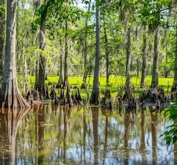 Lake Fausse Pointe State Park Louisiana