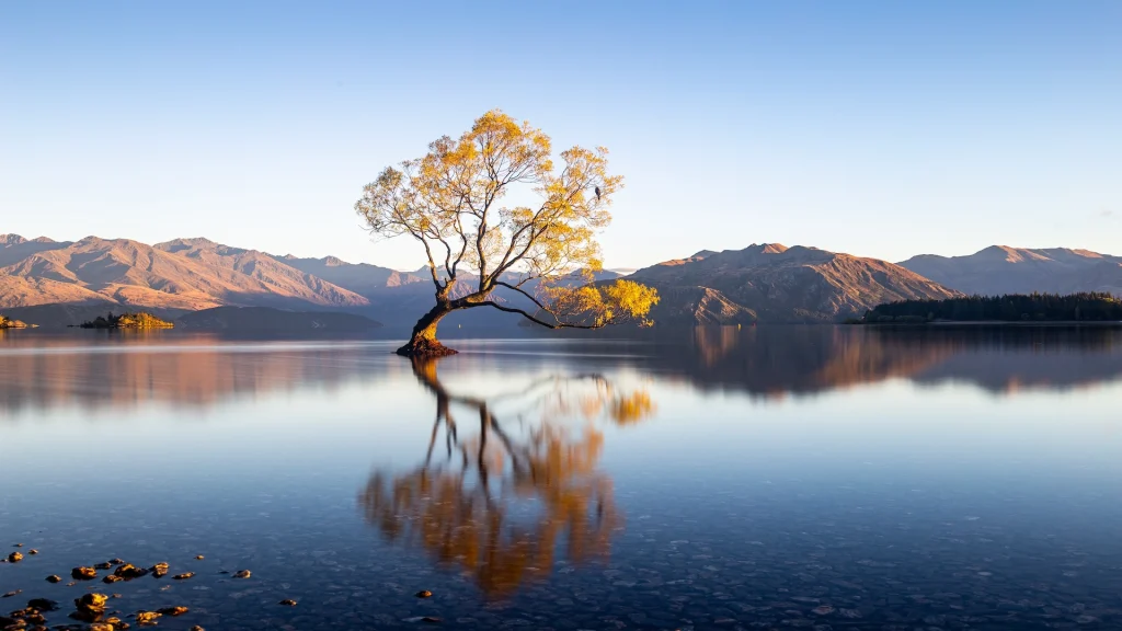 Albero di Wanaka all'alba,Wanaka, Nuova Zelanda | Tour Nuova Zelanda Aotearoa con Alidays