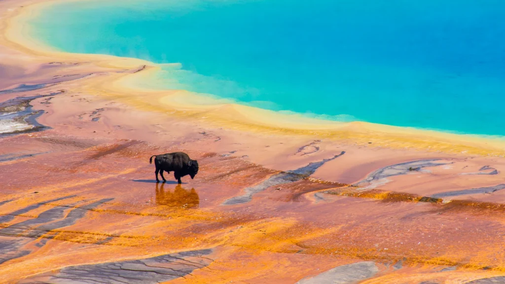 Bisonte attraversa la Grand Prismatic Spring, Parco Nazionale di Yellowstone, Stati Uniti | Viaggio nella natura Nord Ovest USA con Alidays