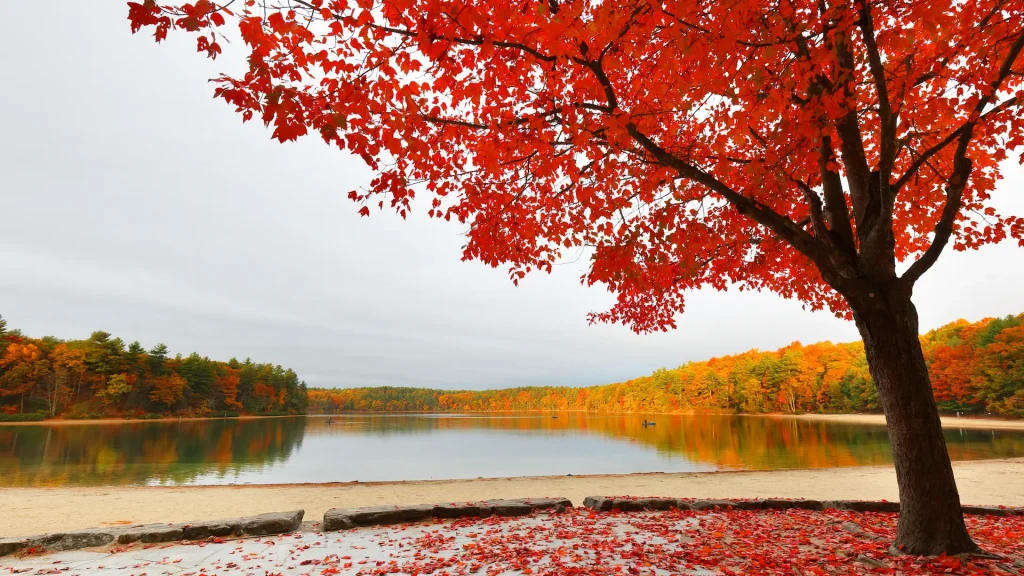 Foliage autunnale sul lago di Walden Pond all'alba, Concord, Massachusetts, USA
