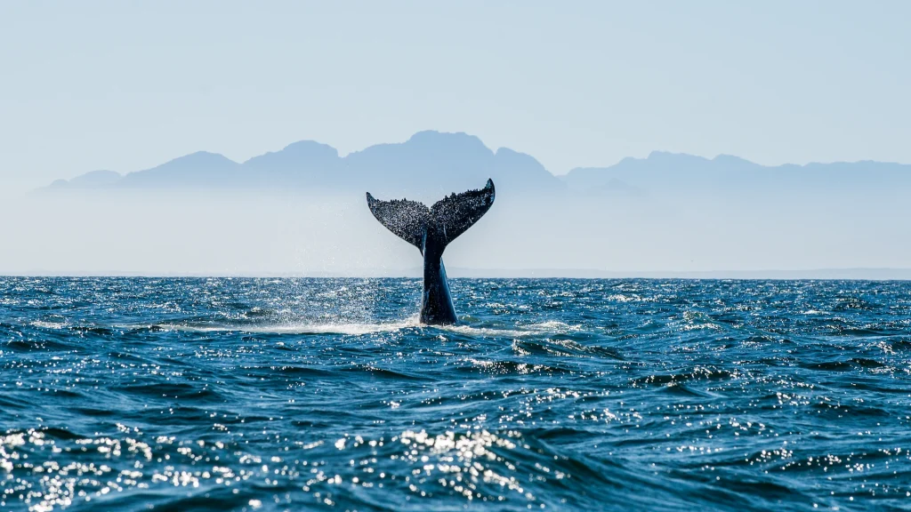 Paesaggio marino con coda di balena. False Bay al largo della costa dell'Africa meridionale
