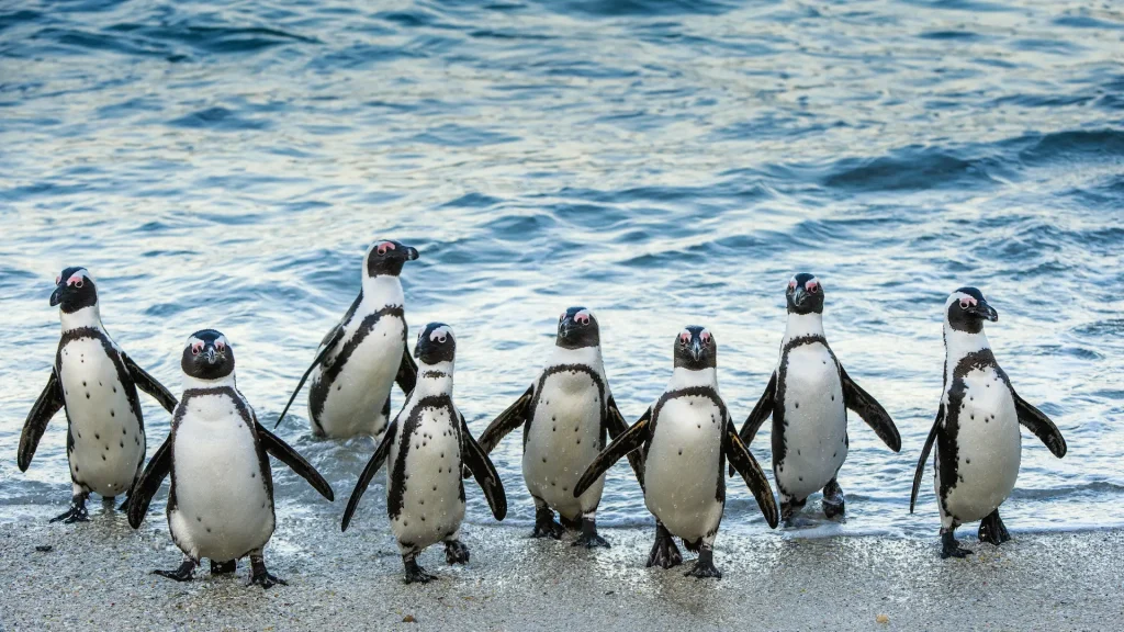 Pinguini Penisola del Capo | Tour "Sinfonie sudafricane" viaggio di gruppo in Sudafrica 8 giorni | 2027