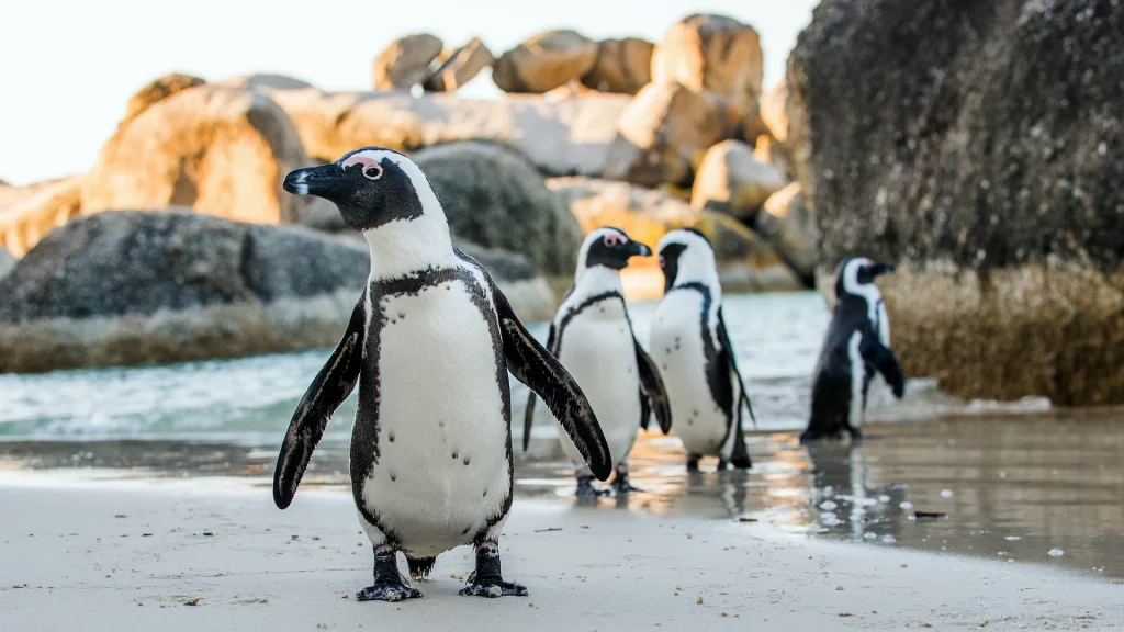 Pinguino africano sulla spiaggia di sabbia. Città del Capo, Africa del Sud | Viaggio di gruppo in Sudafrica esclusiva Alidays Travel Experience