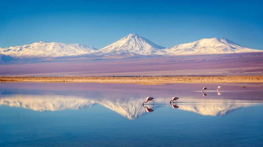 Vulcano Licancabur nelle Ande si riflette nelle acque della Laguna Chaxa con i fenicotteri andini, il salar di Atacama, Cile | Viaggio cile ebolivia con Alidays