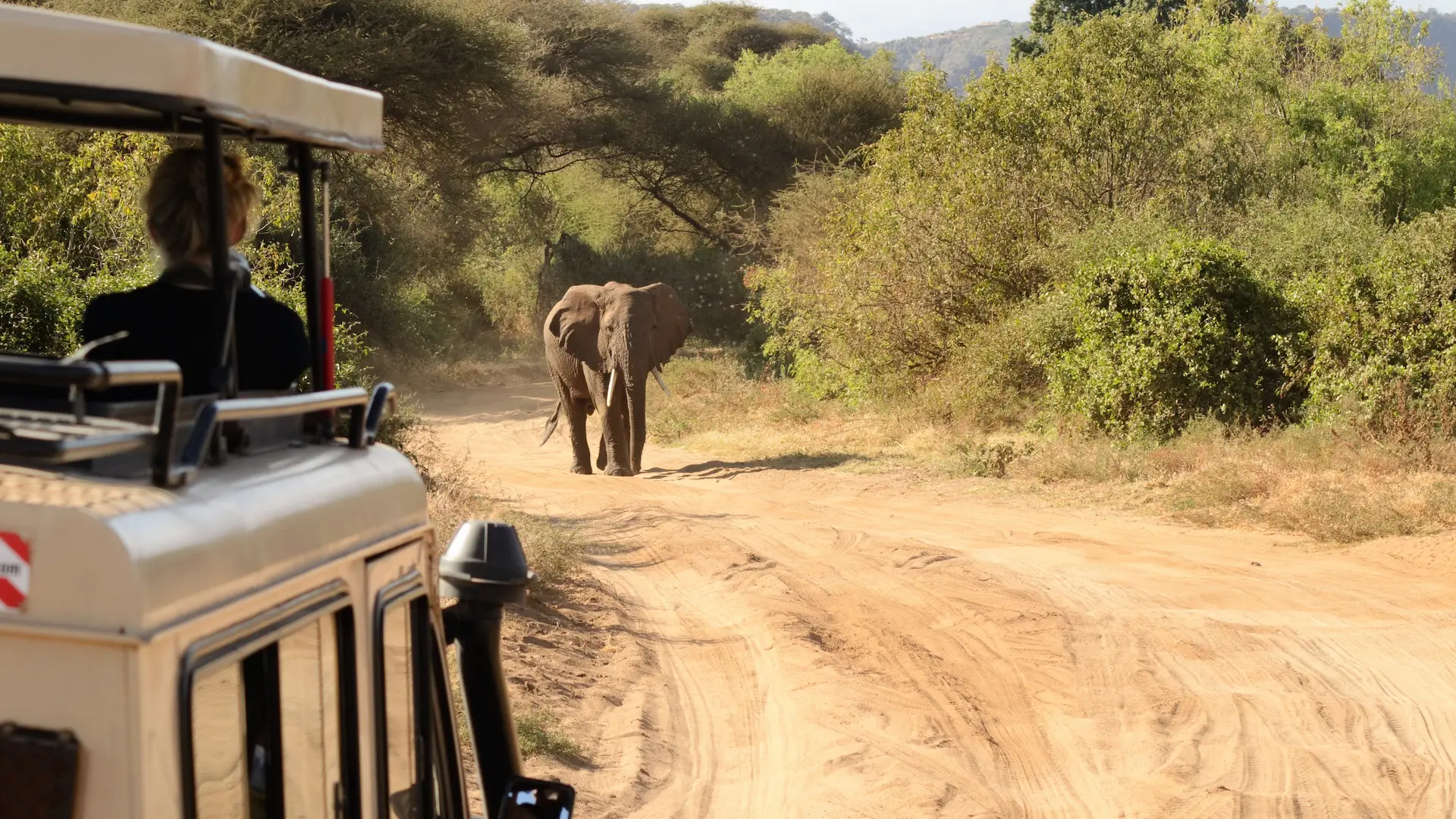 Safari