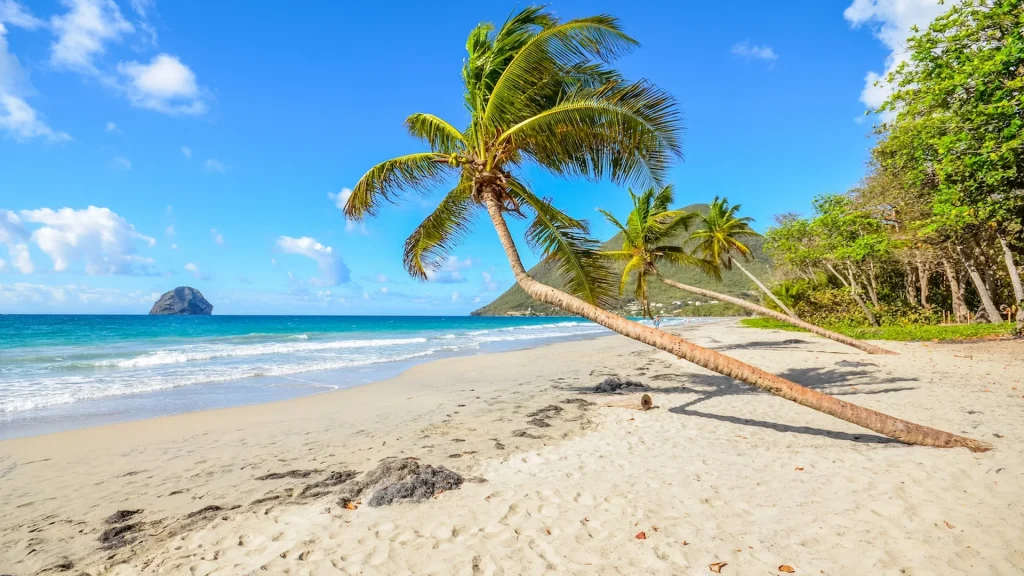 Caraibi Martinica spiaggia di cocco