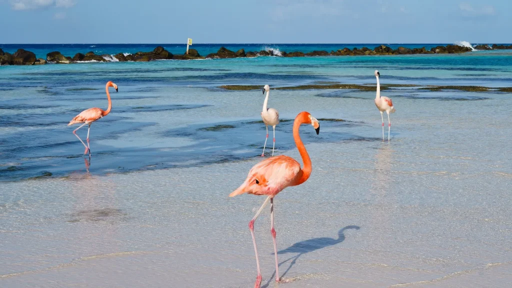 Fenicotteri sulla spiaggia rinascimentale Oranjestad Aruba | Viaggio di Nozze New York e Aruba | Alidays Travel Experience