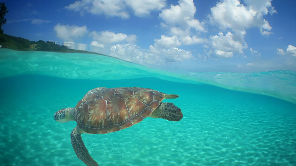 Una tartaruga marina che nuota presso una spiaggia dell'isola di Curaçao | Viaggio a Curaçao, tra acque turchesi e colori caraibici