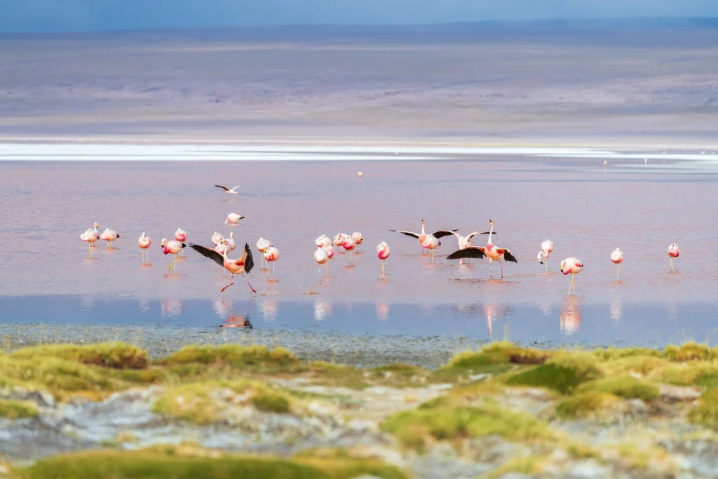 Bolivia, stormo di fenicotteri volanti a Laguna Colorada | Tour sud America in Bolivia e Colombia Alidays